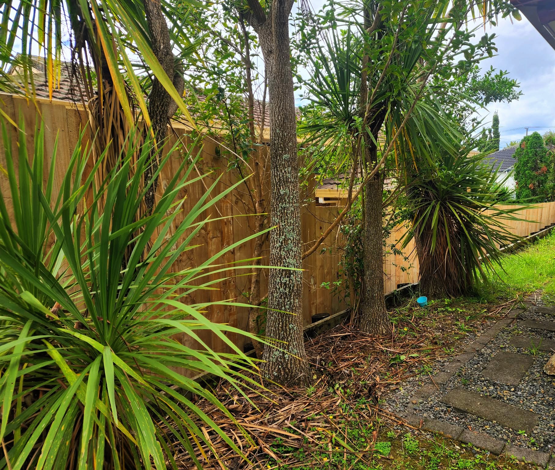 Native New Zealand plant garden featuring flax, ferns, and indigenous ground cover species