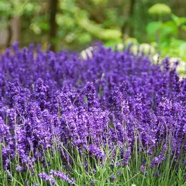 Vibrant purple Hidcote lavender blooms in full bloom showing rich violet color