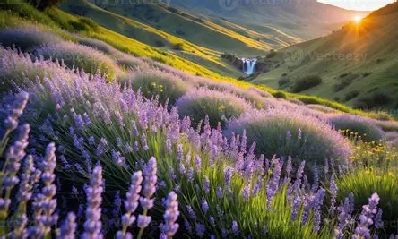 Panoramic view of the lavender fields on the hillside at Broken Heart Lavender Ranch