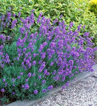 Close-up of vibrant purple Hidcote lavender blooms in the sunlight