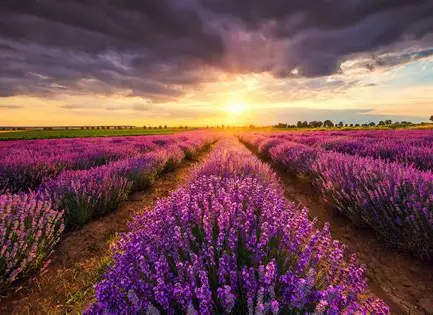 Vibrant rows of blooming purple lavender in a sunny field at Broken Heart Lavender Ranch