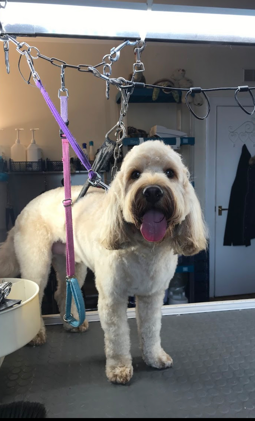 Beautifully groomed happy golden doodle with fluffy coat sitting after a professional spa treatment at D For Dogs Grooming salon in Uddingston