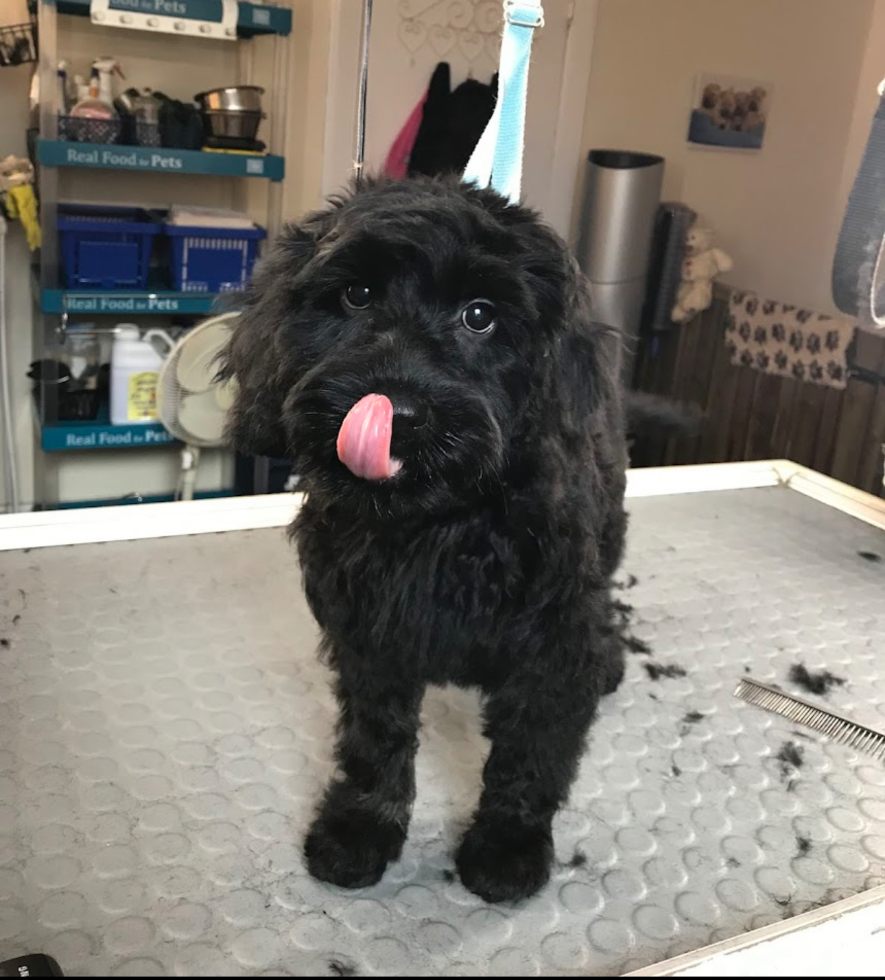 Beautifully groomed fluffy white Bichon Frise with a pink bow after a full groom
