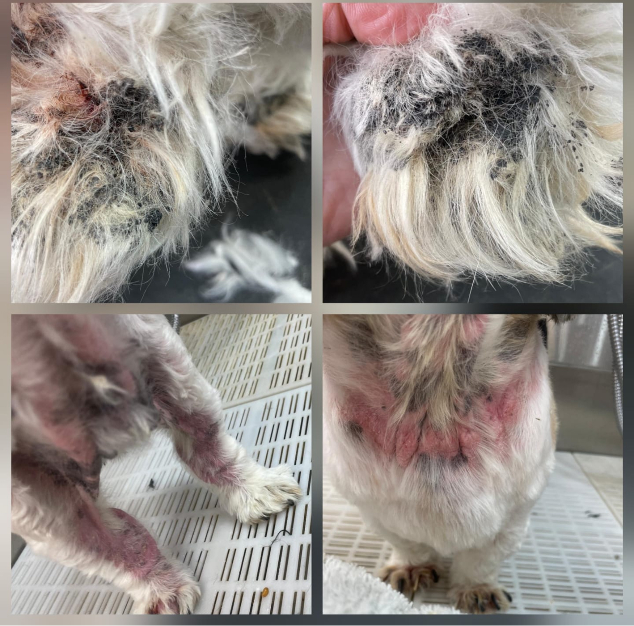 Ozone water skin and ear care therapy for dogs improving coat and skin wellness