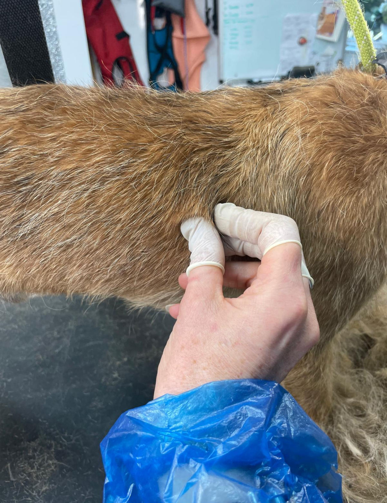 Specialist dog grooming with breed-specific styling and hand stripping techniques