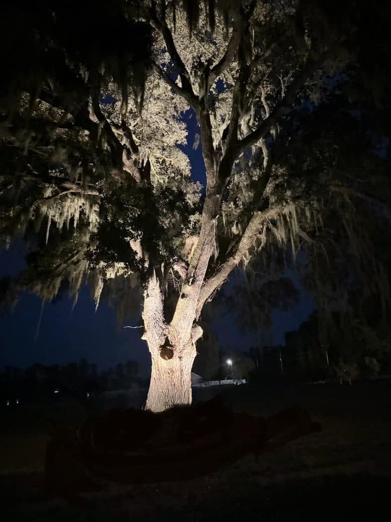 Palm tree illumination with dramatic uplights on tropical coastal landscape