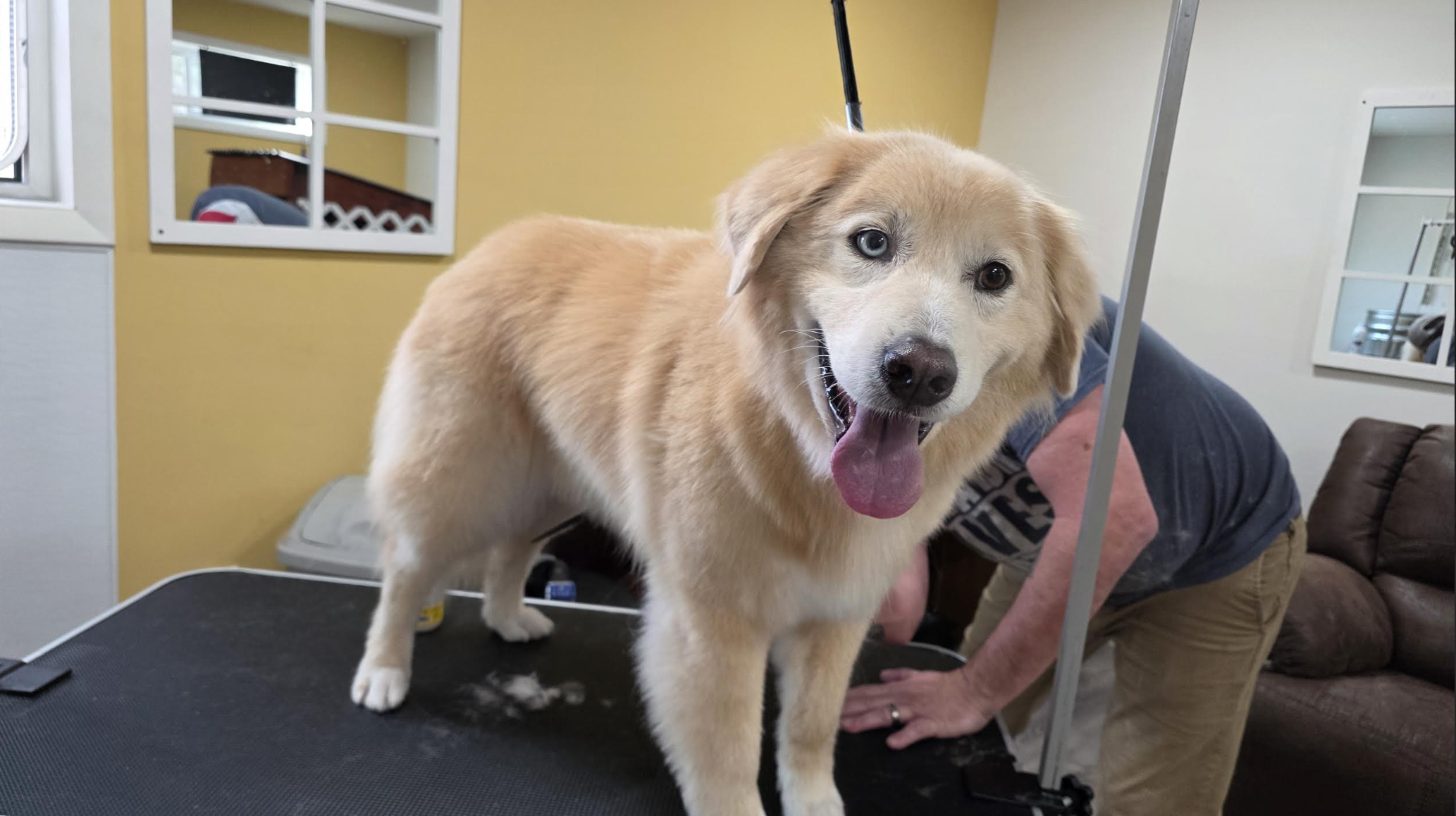 Fluffy golden doodle receiving full grooming haircut in luxury dog spa salon