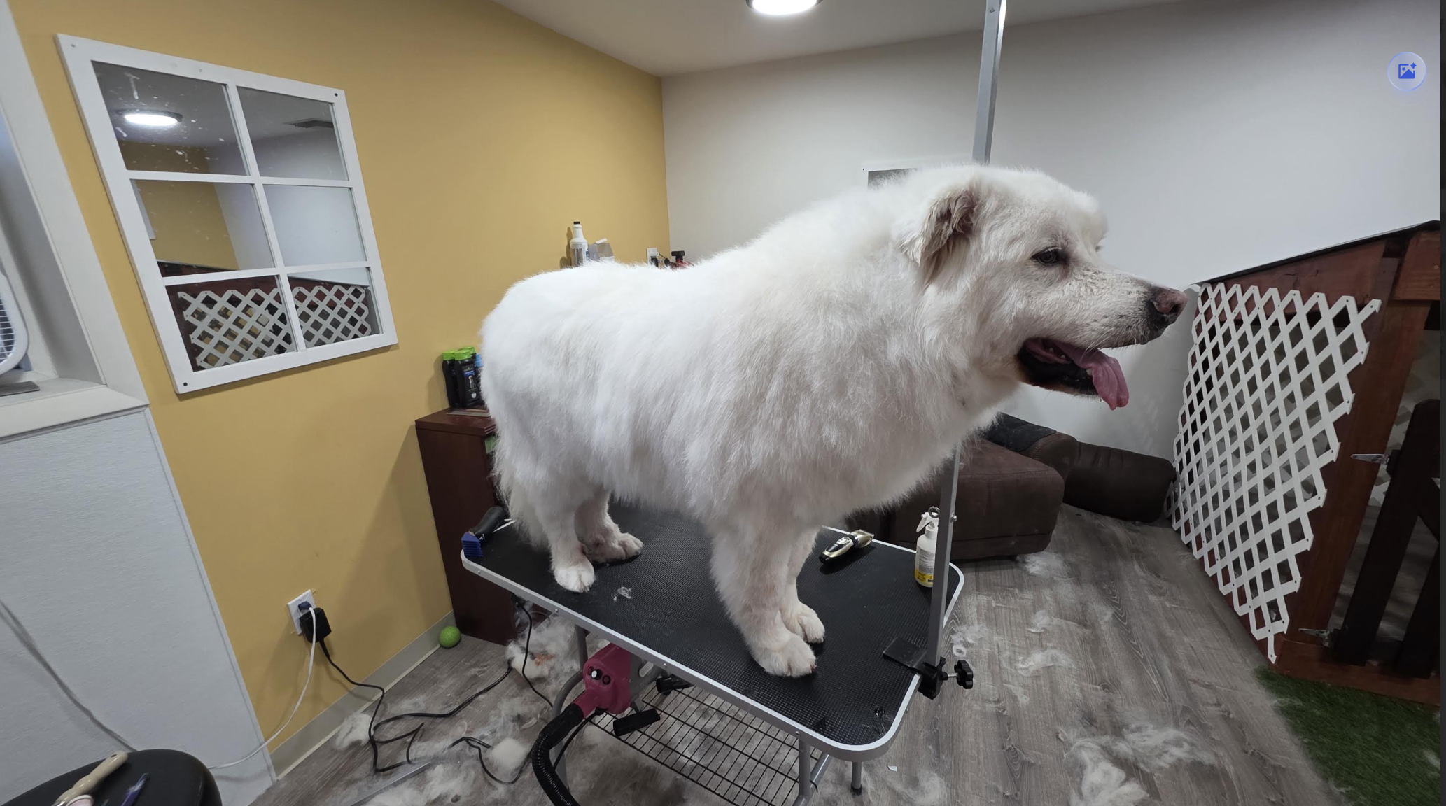 Gentle dog paw nail trimming by professional groomer close up shot