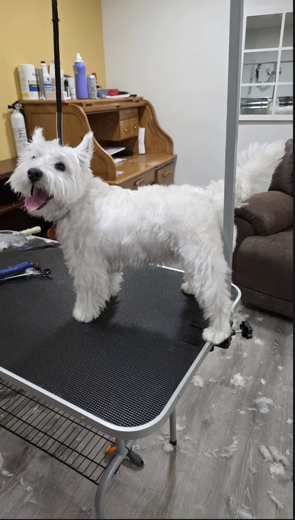 Perfectly styled poodle with specialty breed standard haircut in elegant grooming salon
