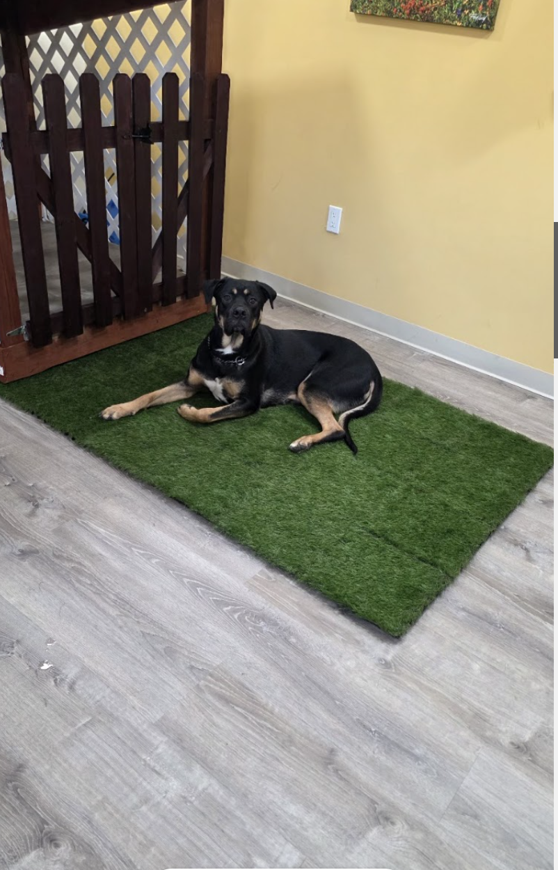 Freshly groomed Charlie the Rottweiler Mix with a sleek shiny black and tan coat smiling after spa day