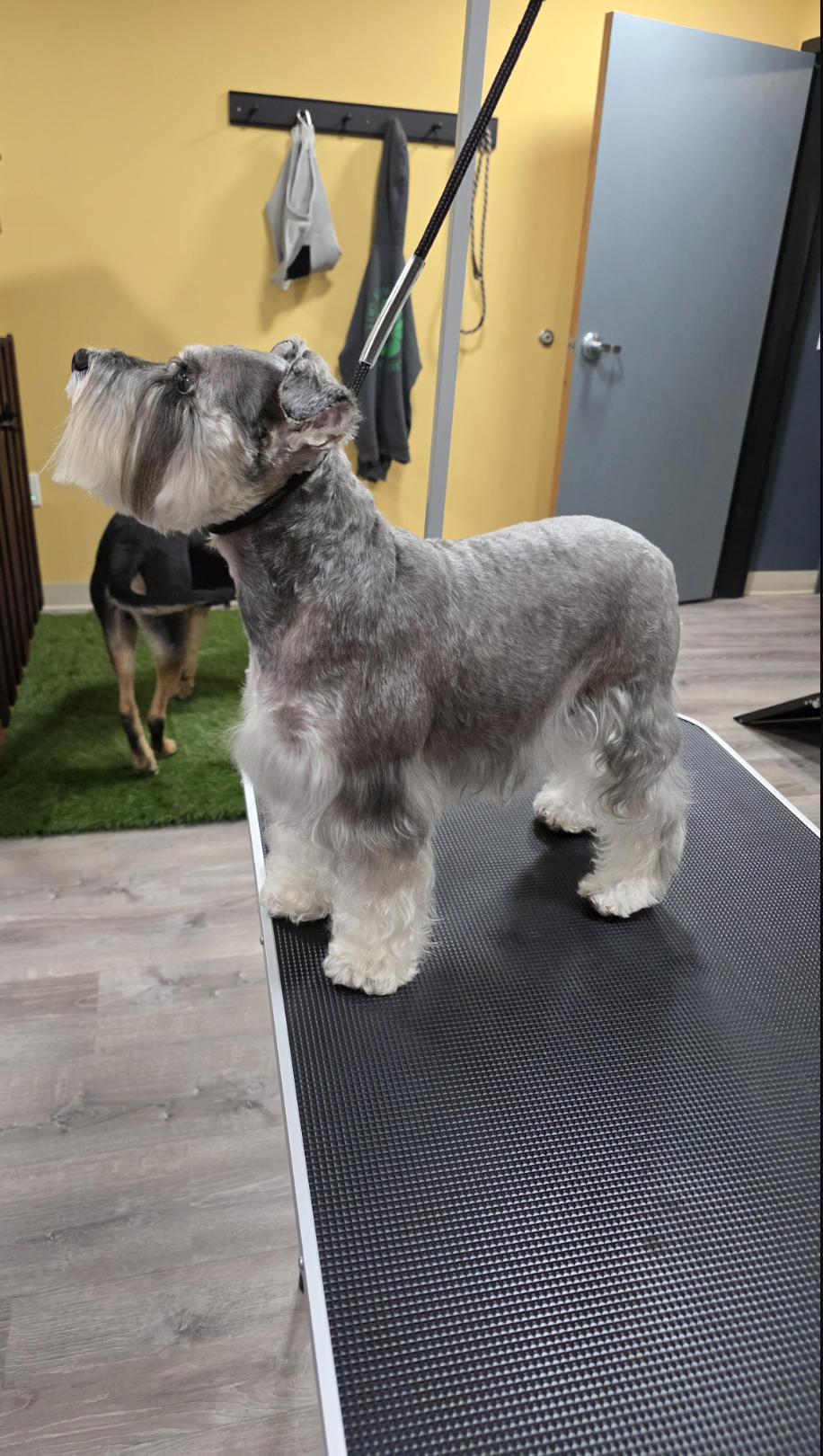 Freshly groomed Miniature Schnauzer with a fluffy bright white coat and perfectly trimmed face
