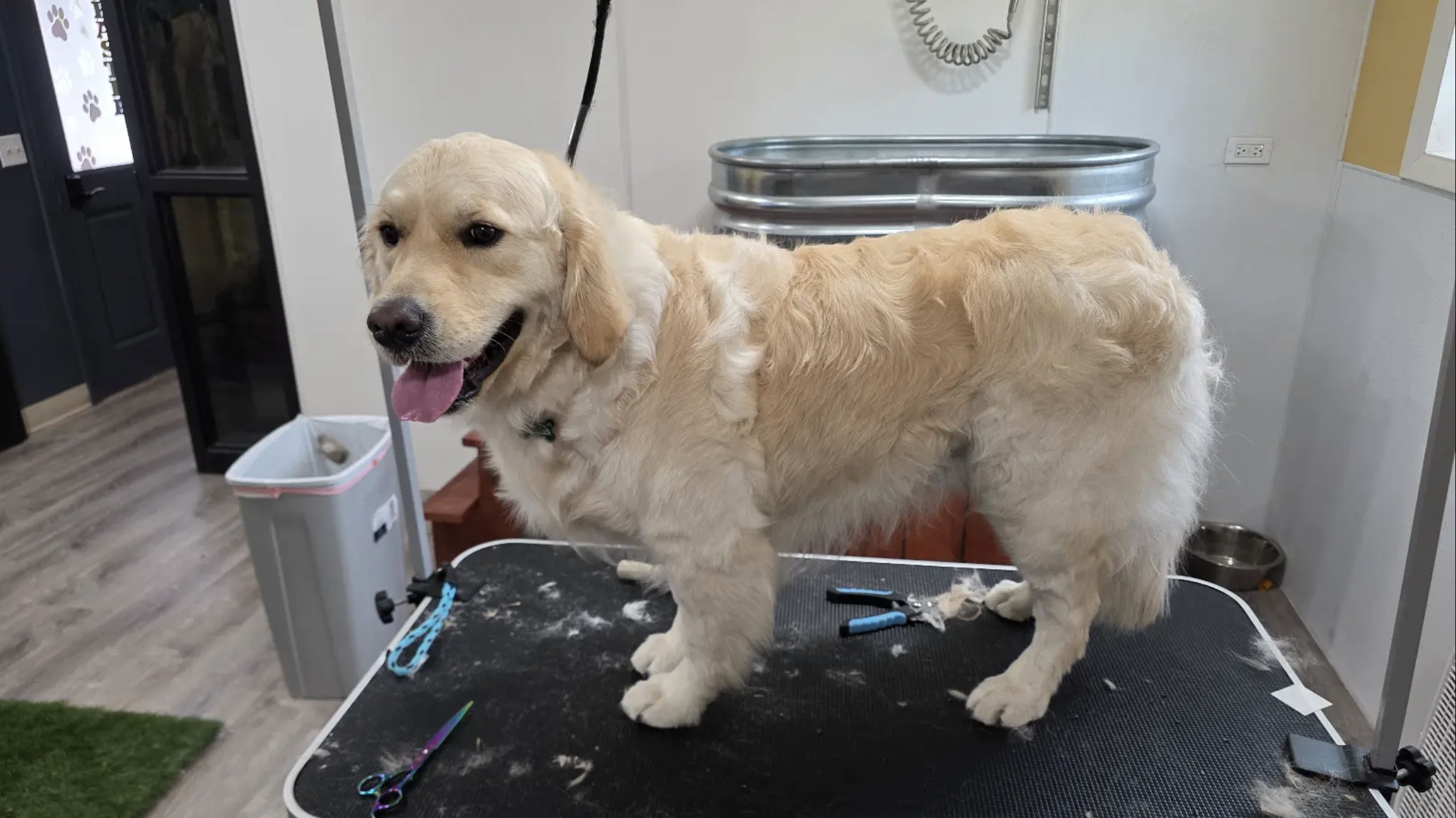 Tiny adorable puppy having first gentle grooming session with treats and cuddles from groomer