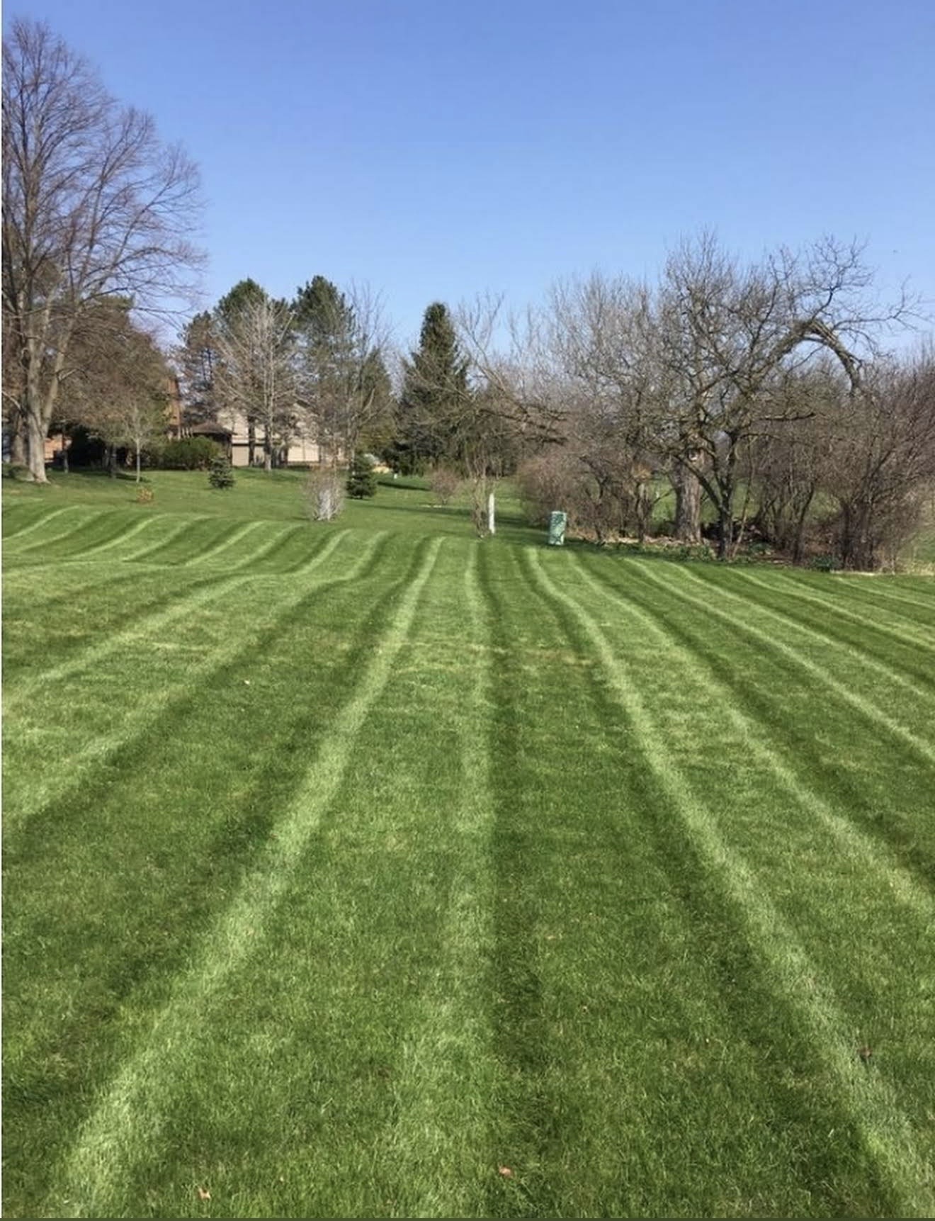 Professional landscaper creating perfect stripes on a lush, green residential lawn