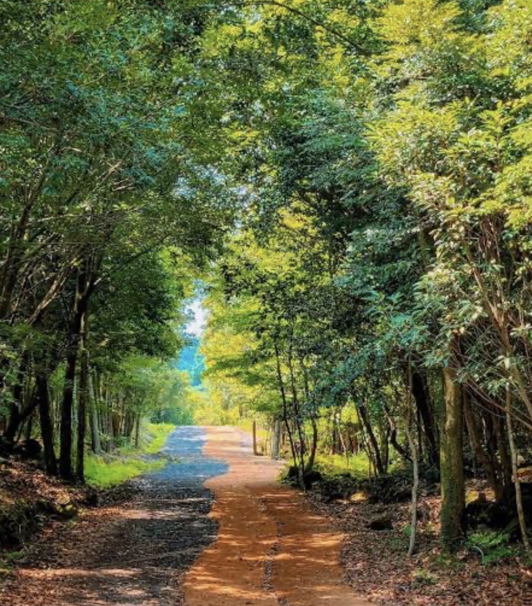 A tranquil walking path winding through a misty, ancient forest in Jeju, with towering green trees and dappled sunlight filtering through the canopy.