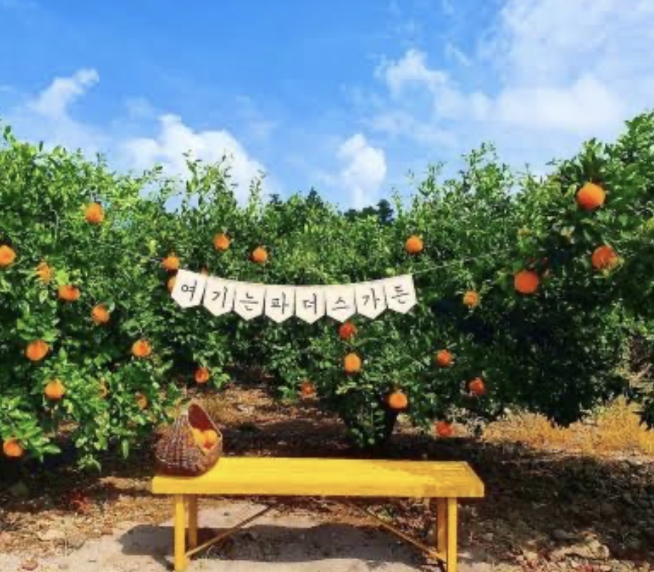 A breathtaking view of a sun-drenched Jeju tangerine orchard with rows of trees heavy with bright orange ripe citrus fruit glowing in the harvest season light.