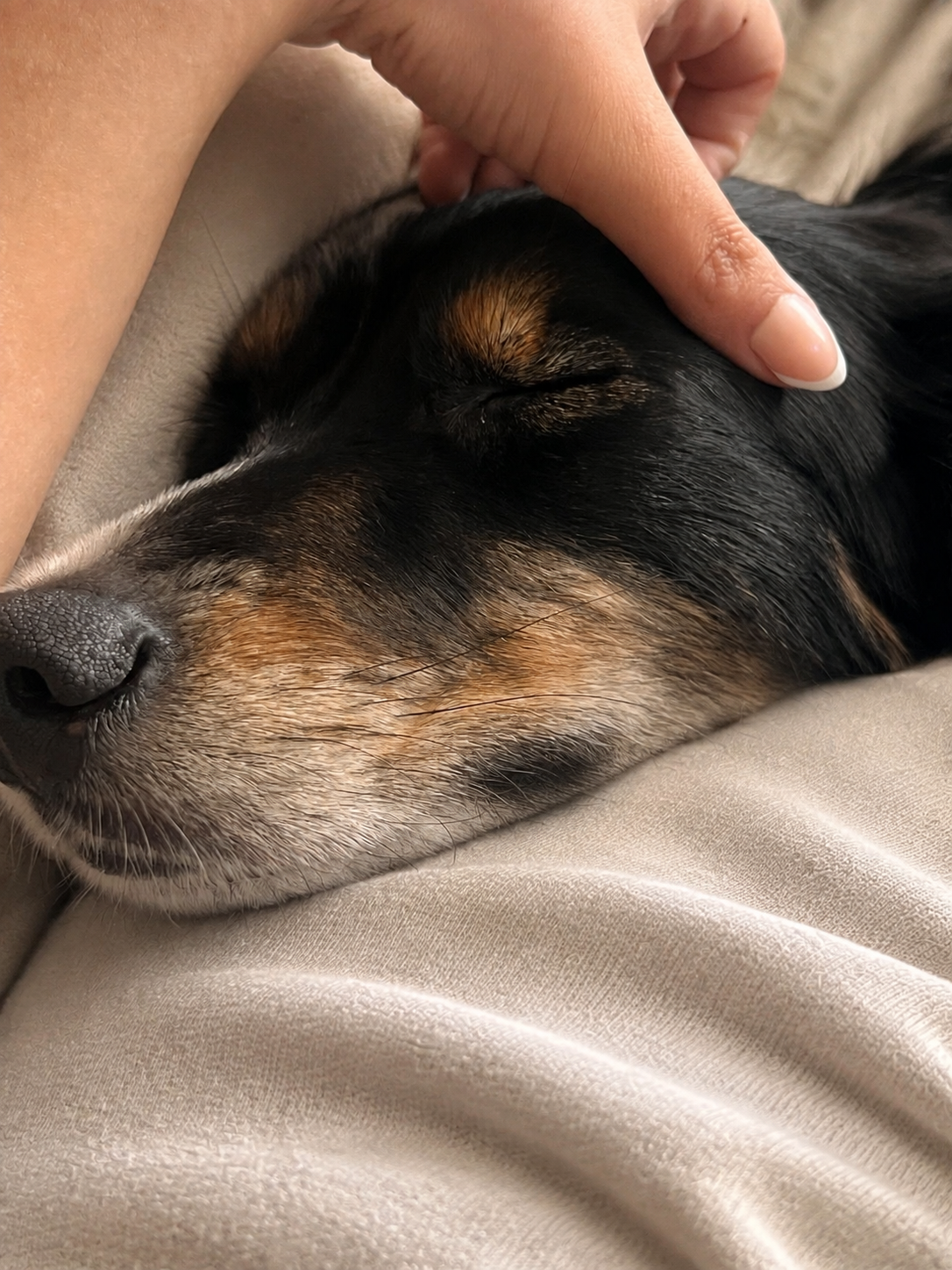 Ava Albrecht providing thoughtful pet care to a happy dog in Middle Tennessee