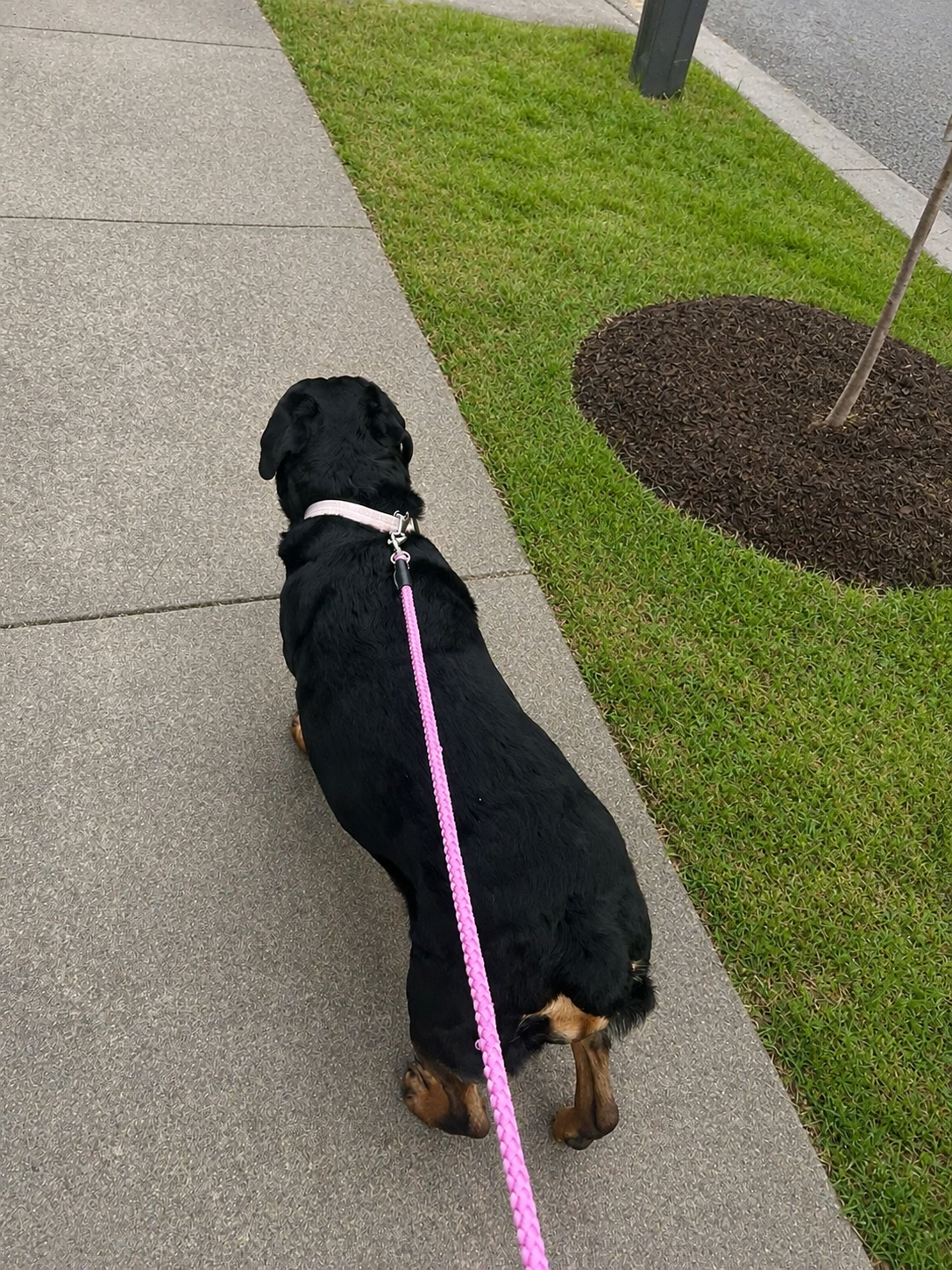 Happy dog enjoying a homemade treat after a long walk in Middle Tennessee