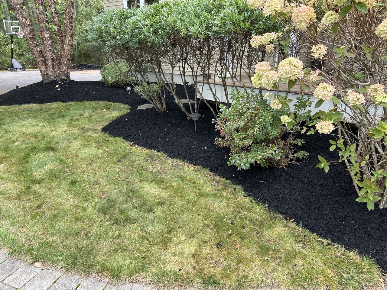 Neatly trimmed backyard lawn with fresh dark brown mulch beds surrounding healthy green bushes and a wooden fence line in a Massachusetts residential property maintained by M&N Landscaping