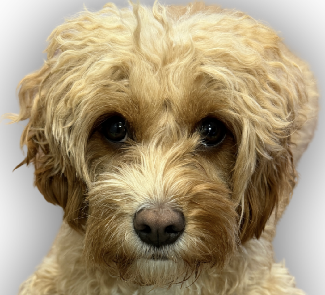 Gracie, a gentle and warm certified therapy dog, looking directly at the camera ready to bring comfort to a patient in a hospital or nursing home
