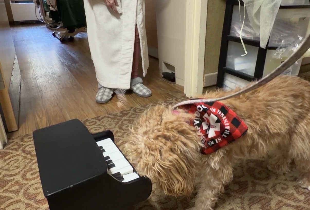 Gracie therapy dog visit