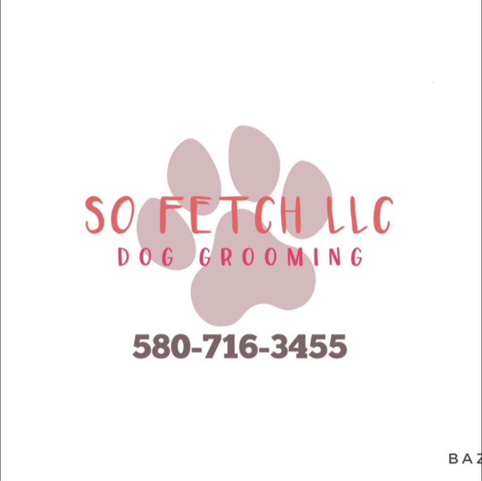 Beautifully groomed dog