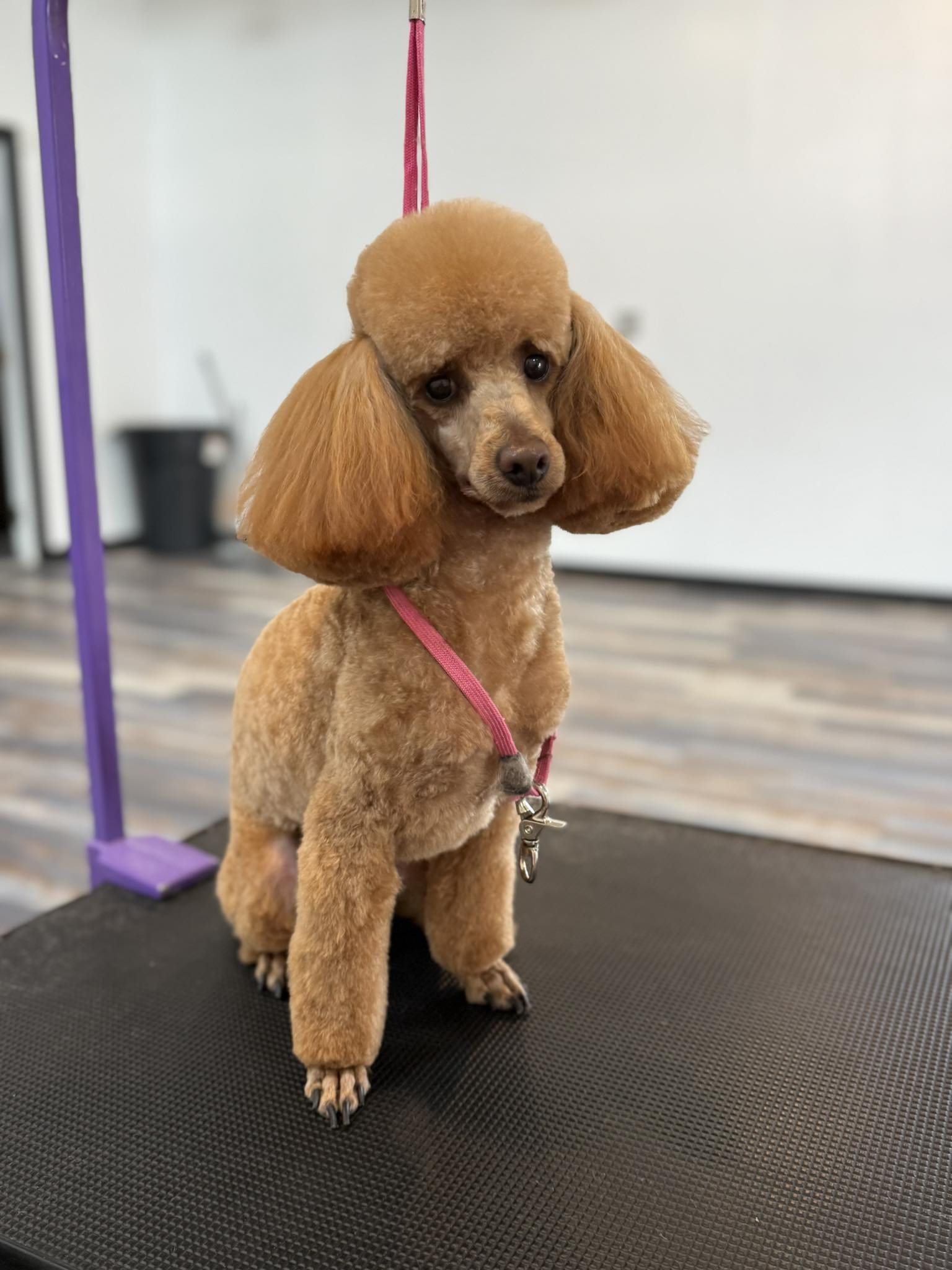 Groomed Poodle