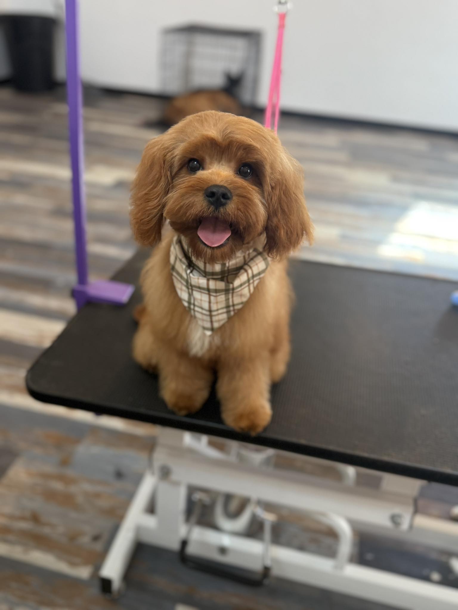 Groomed Terrier