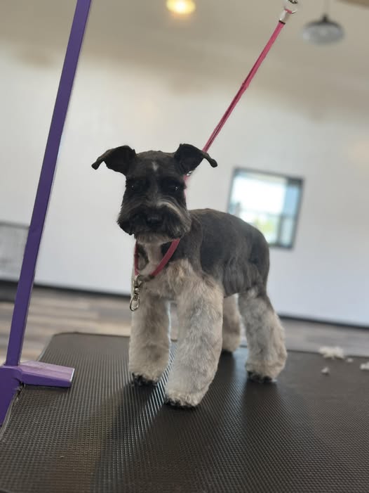 Groomed Golden Doodle