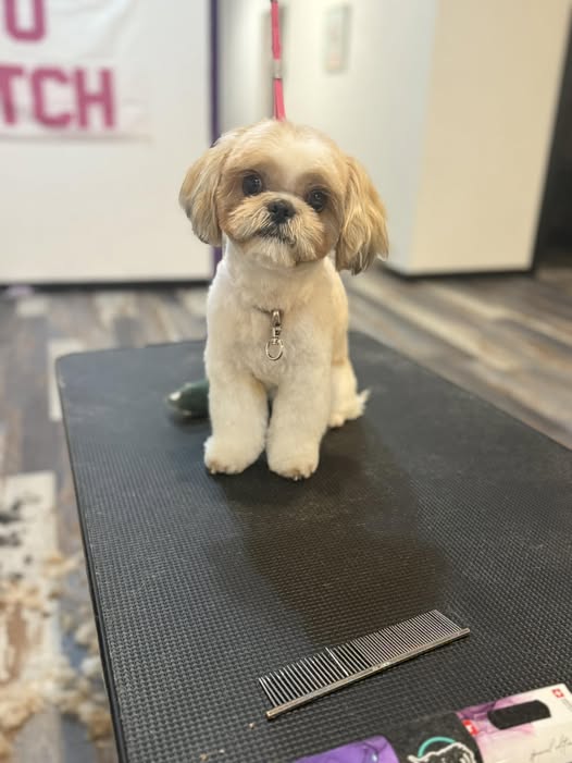 Groomed Shih Tzu