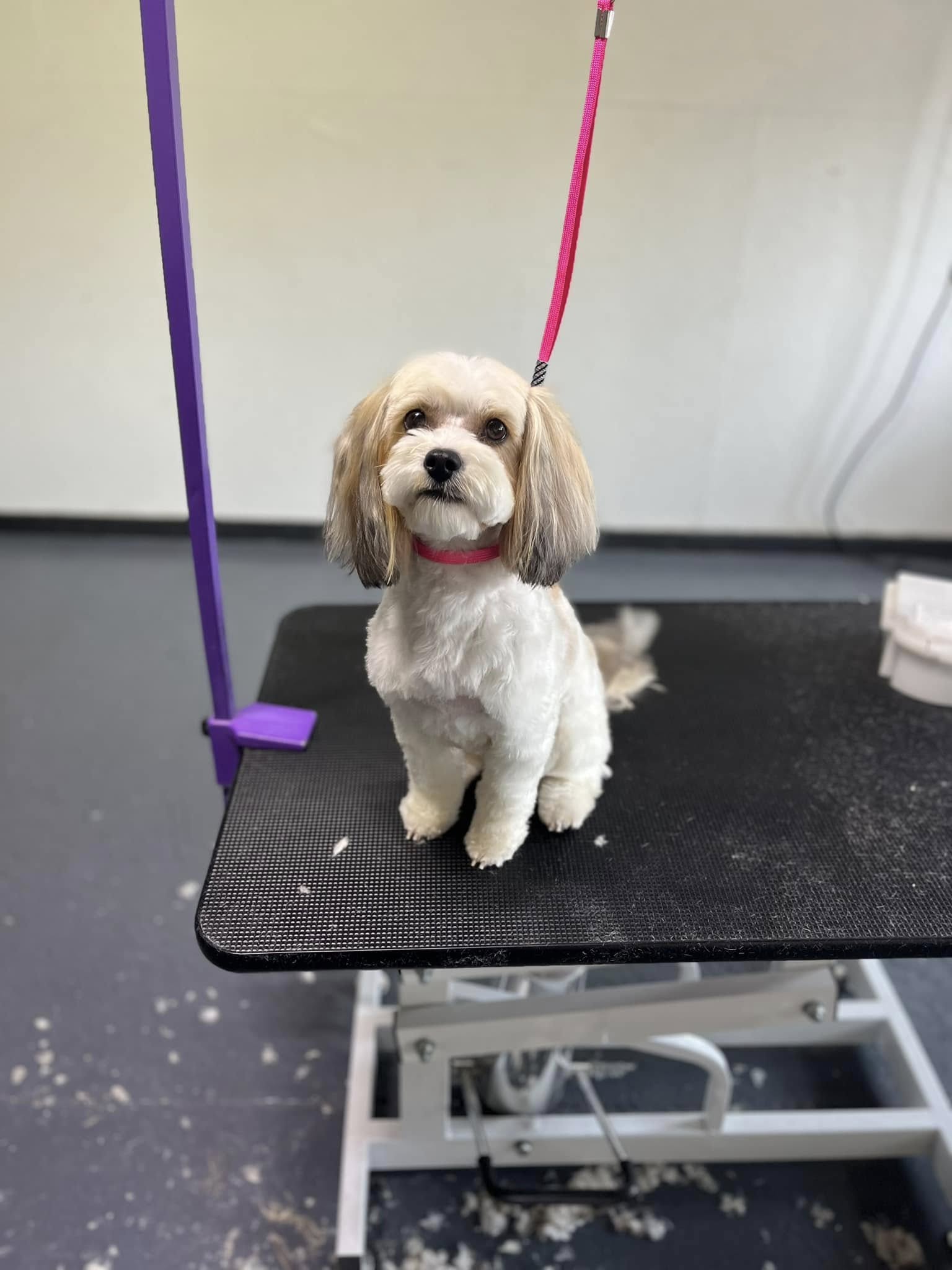 Groomed Yorkie