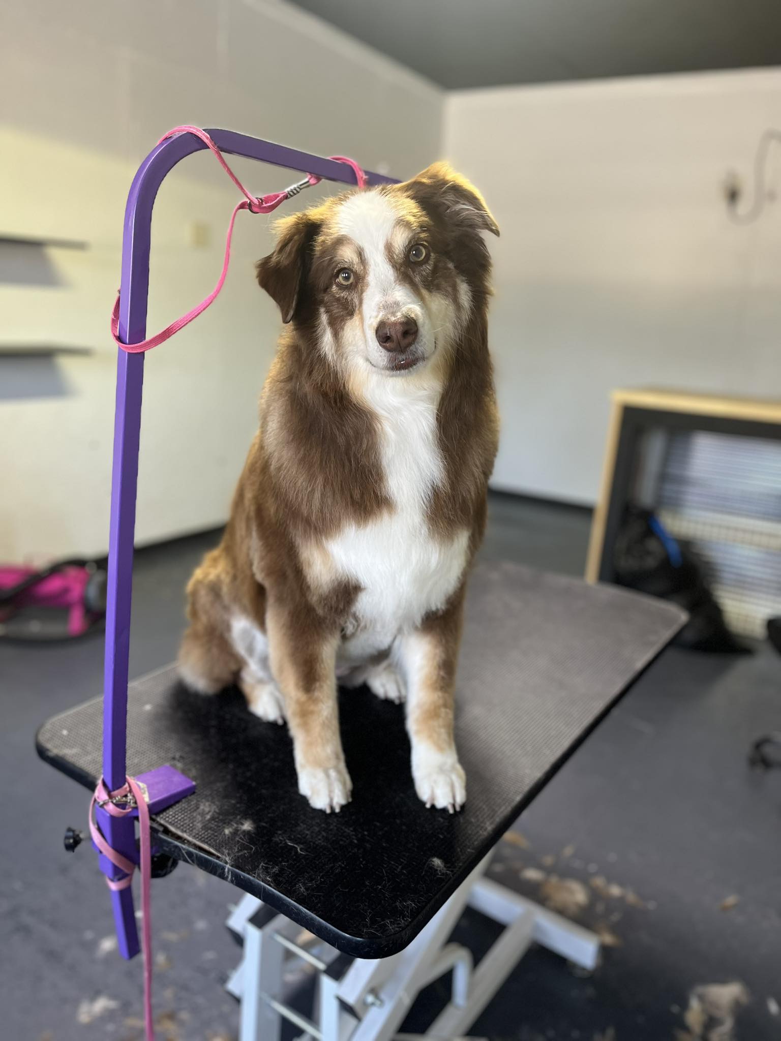 Groomed Dog