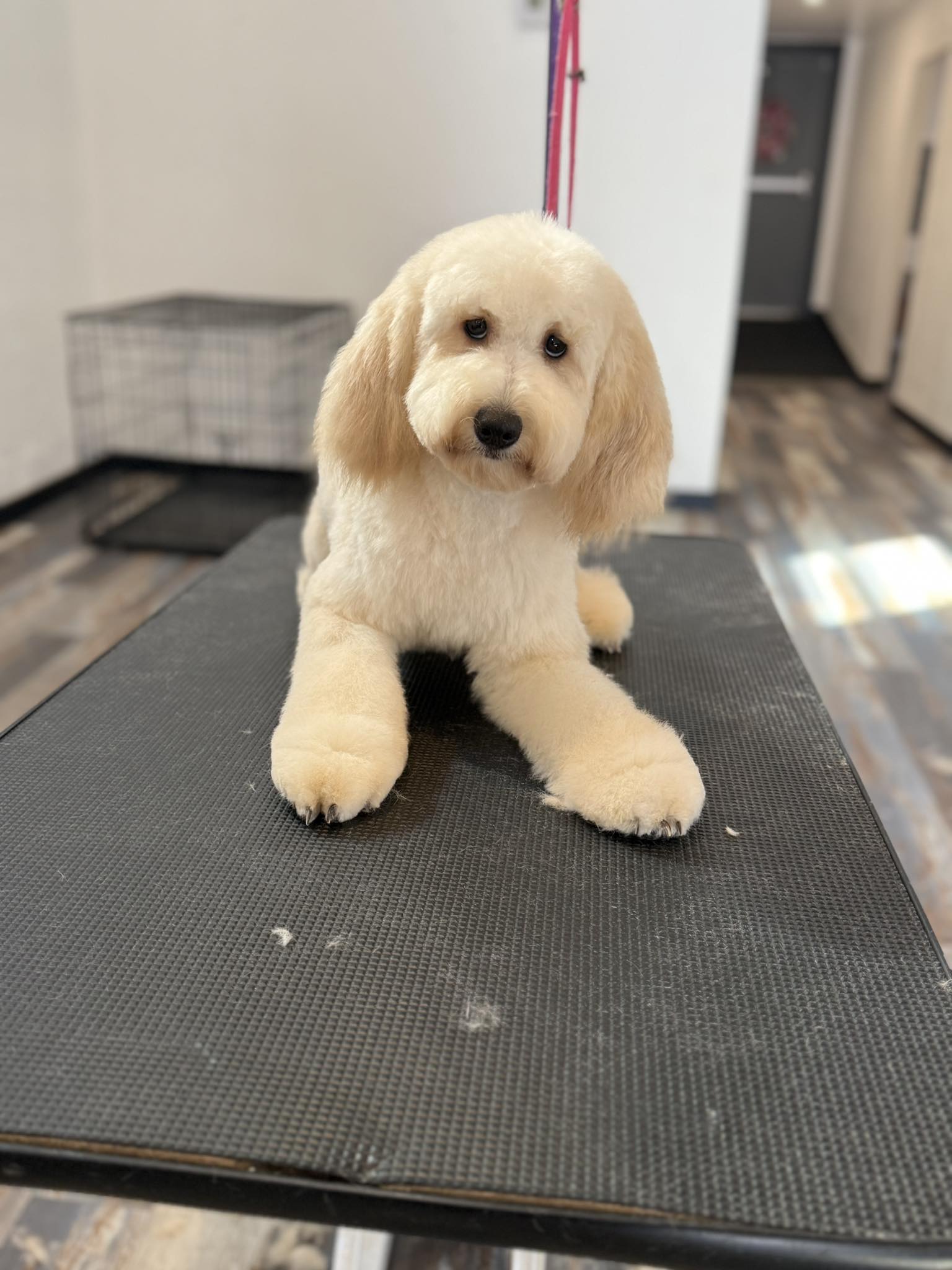Groomed Dog 8