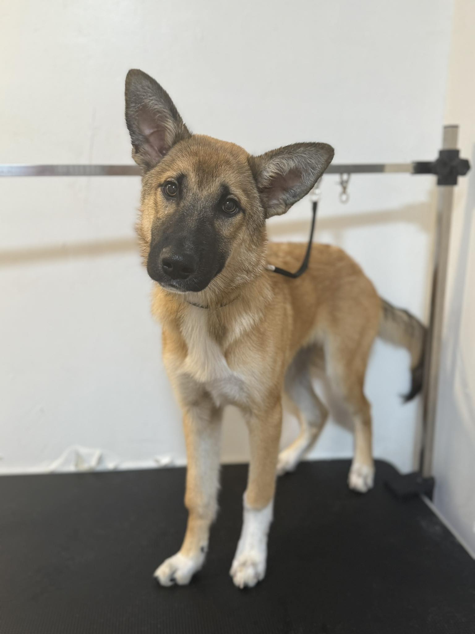 Groomed Dog 9