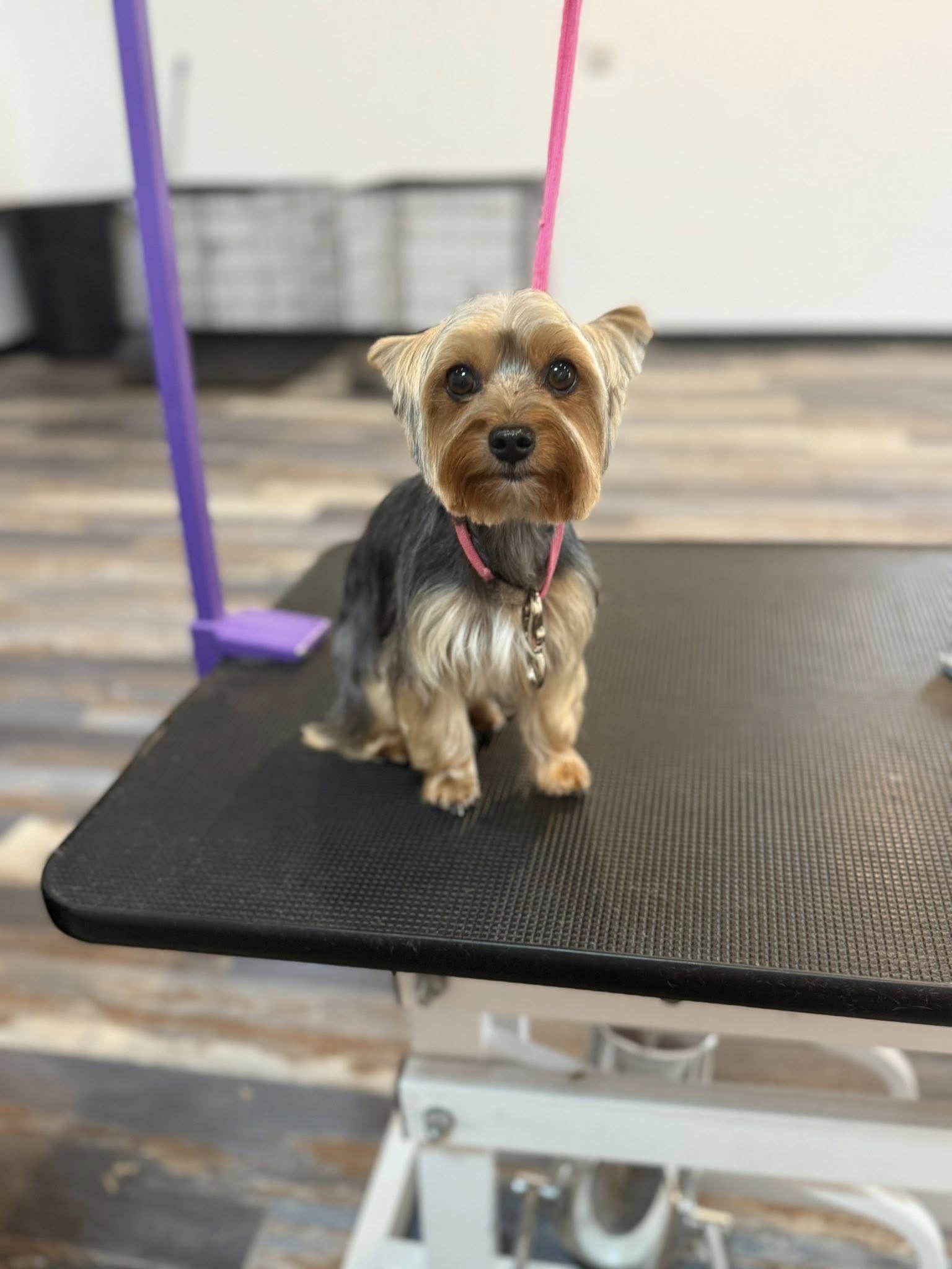 Groomed Dog 10