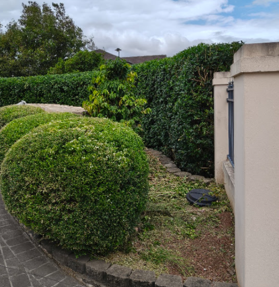 Two professional Southside Garden Maintenance team members carefully pruning a hedge in a sunny Queensland garden