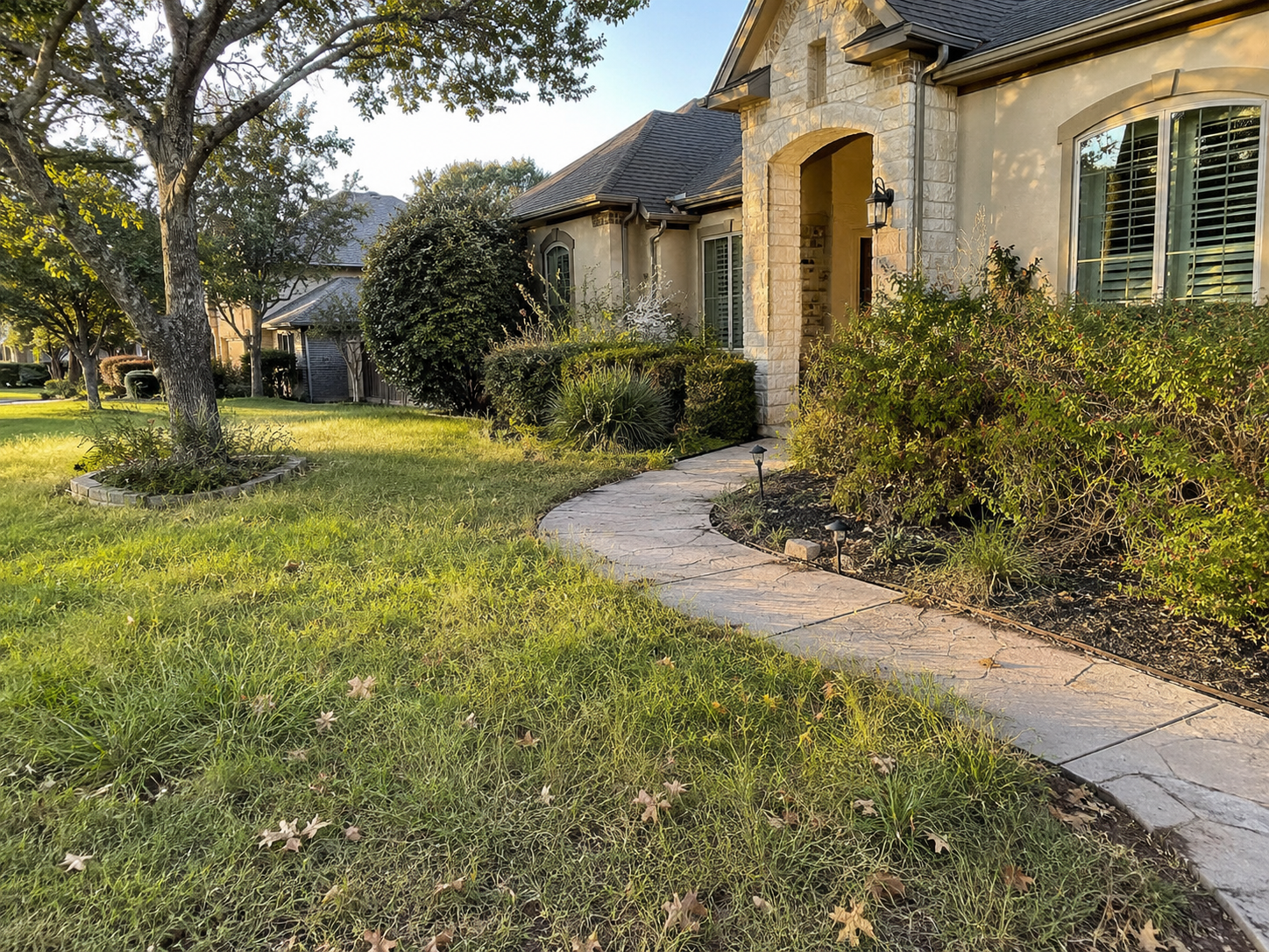 Overgrown yard before cleanup service