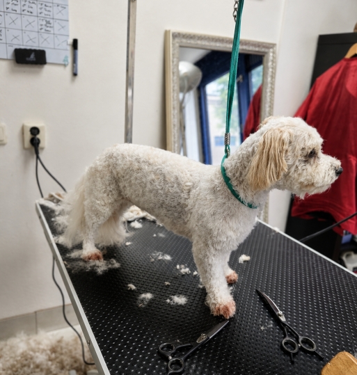 Blije hond geniet van een zacht warm bad in een premium hondenspa bij Hondenspa La Luna