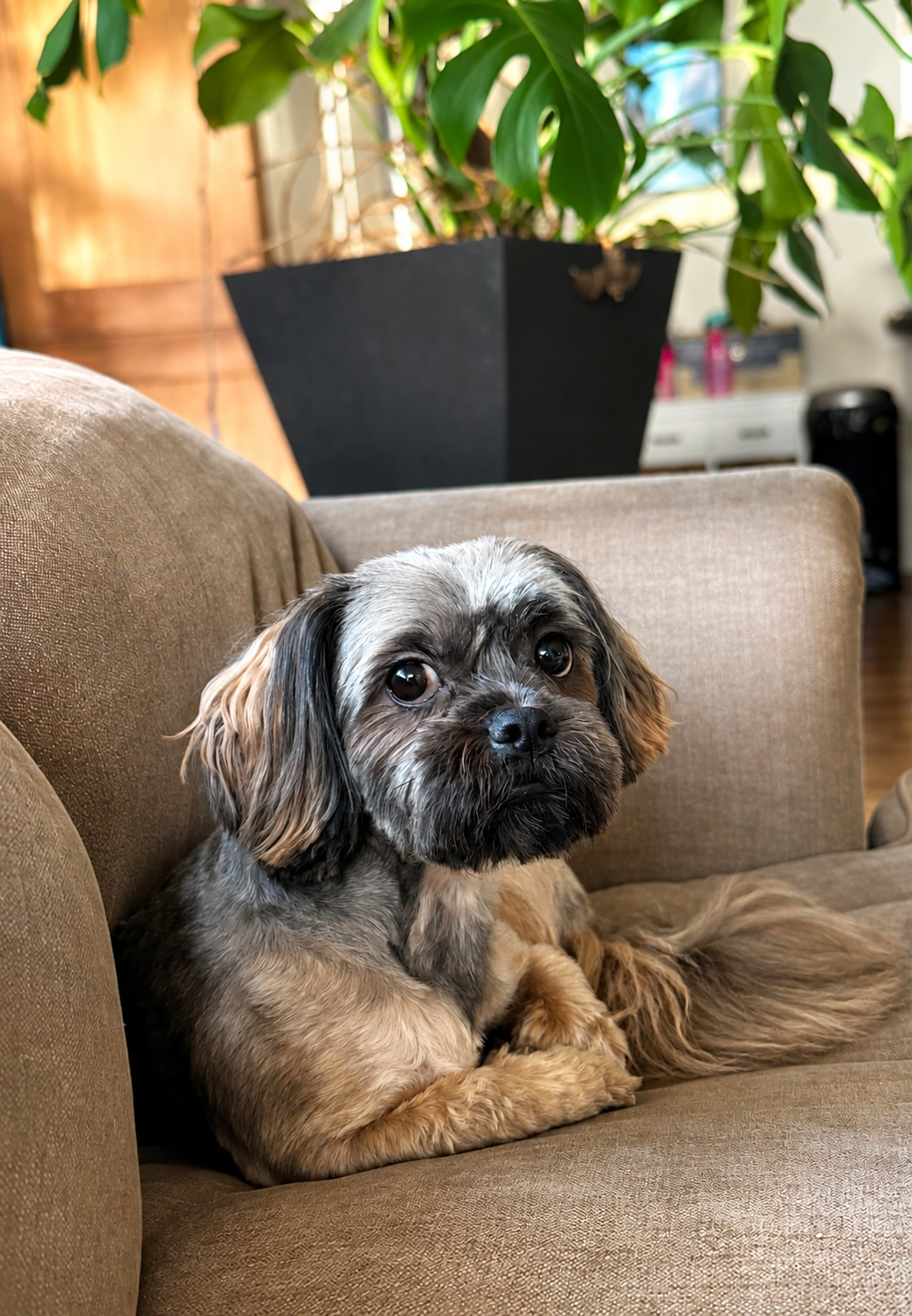 Een blij klein hondje krijgt een zachte warme badbeurt met milde bubbels in de spa