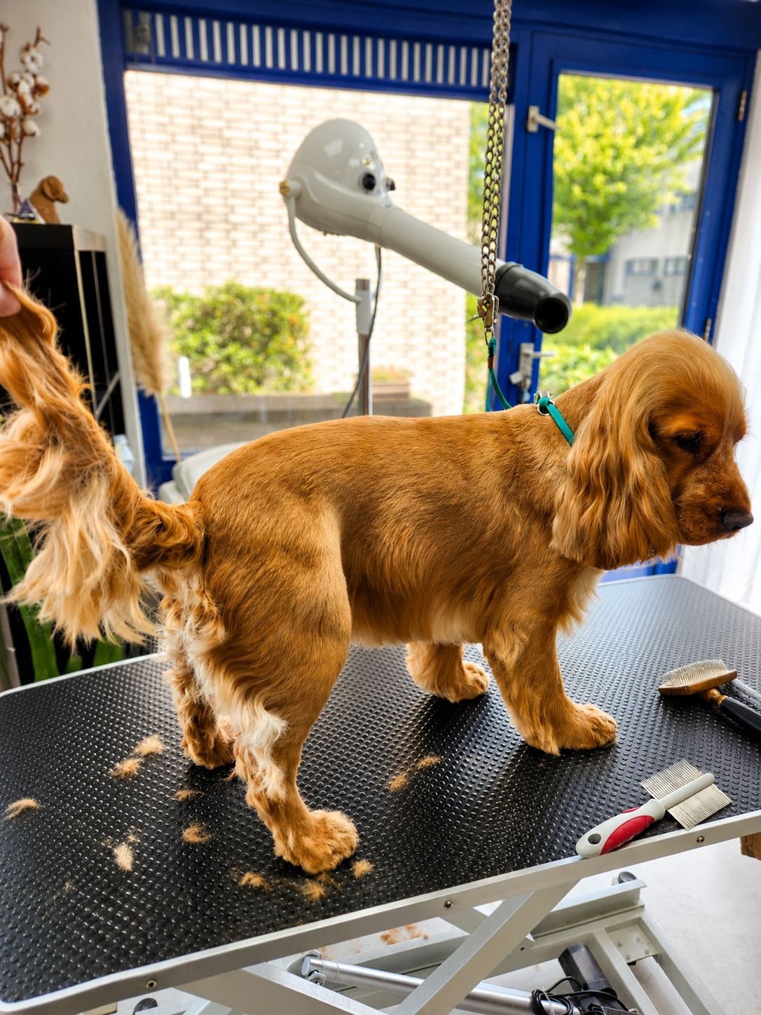 Een cocker spaniel met een vers getrimde glanzende vacht die trots poseert na de behandeling