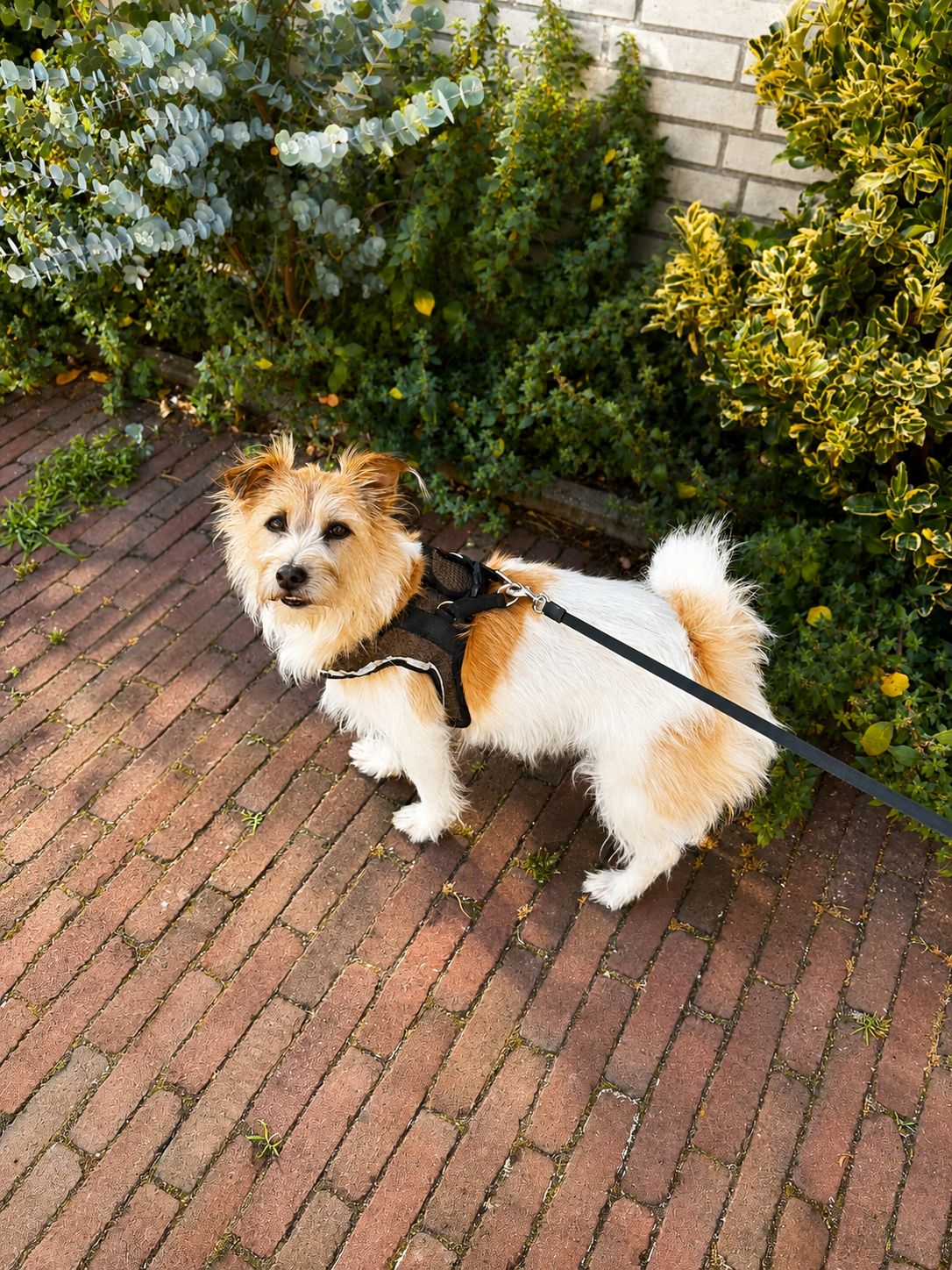 Close-up van een trimmer die zorgvuldig het pootje van een pluizige hond bijknipt met precisie