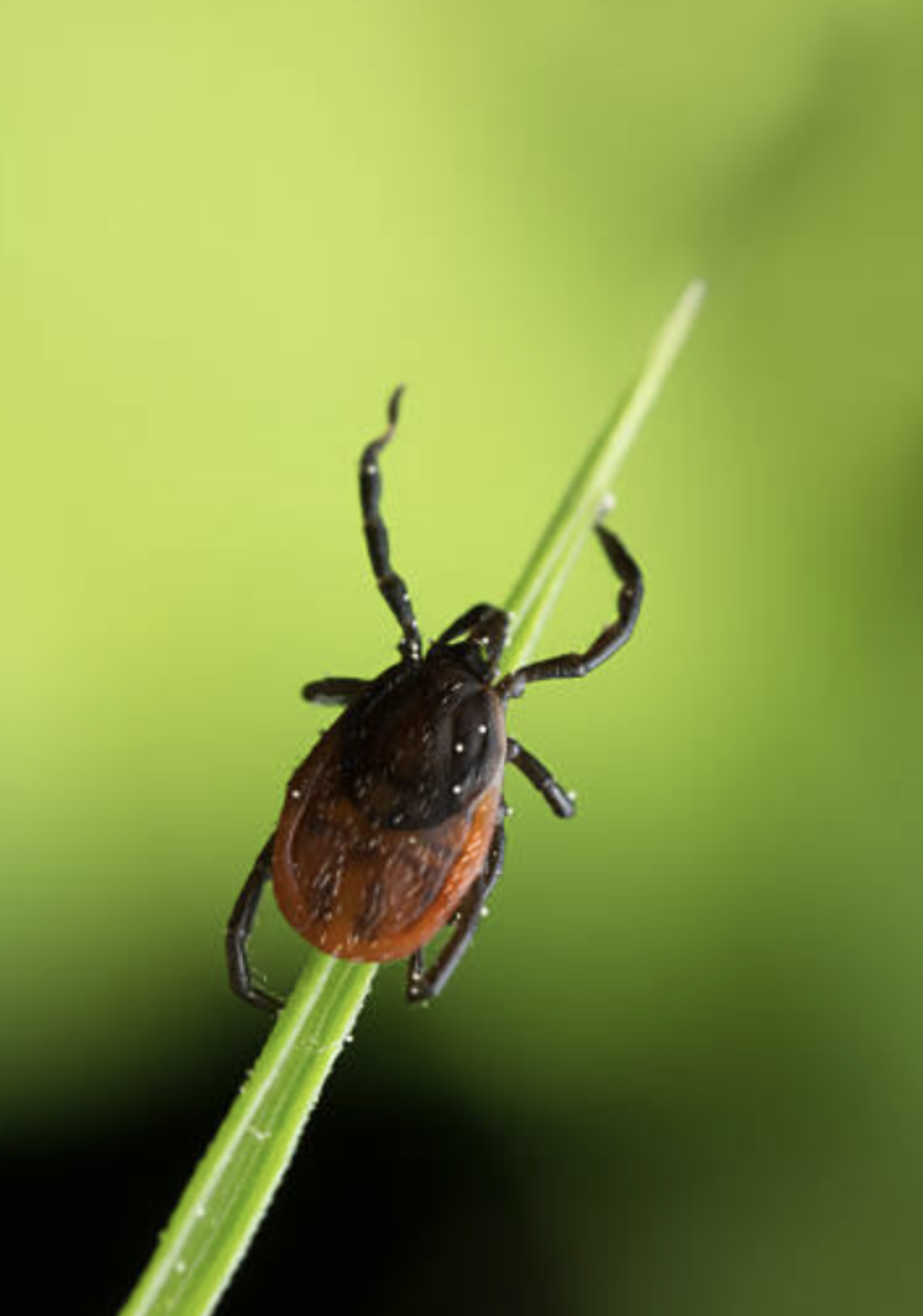 Detailed macro photograph of a blacklegged tick on a vibrant green blade of grass