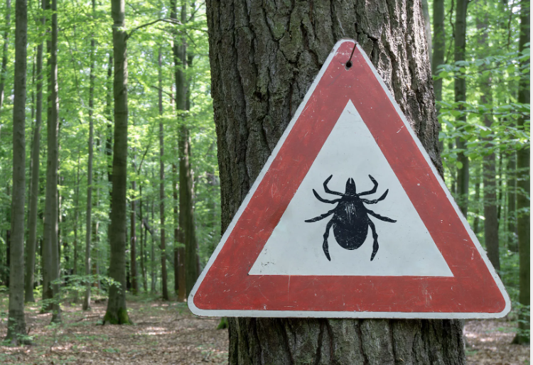 Deer tick warning in wooded Millbrook New York area