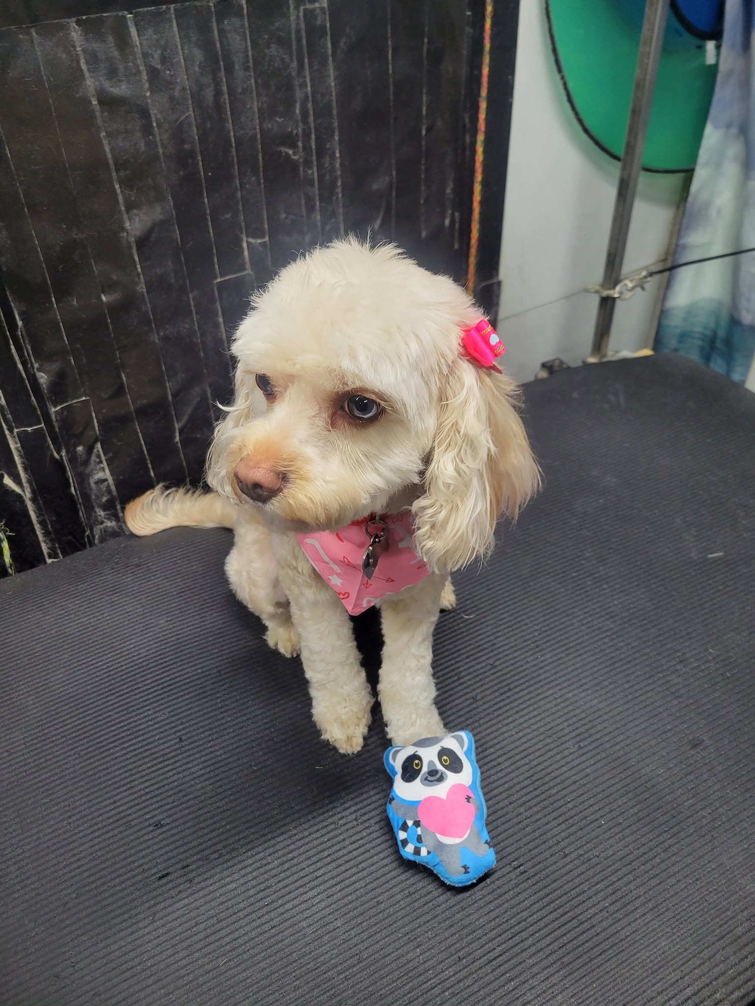 Experienced groomer gently combing a happy golden retriever in a clean, modern salon
