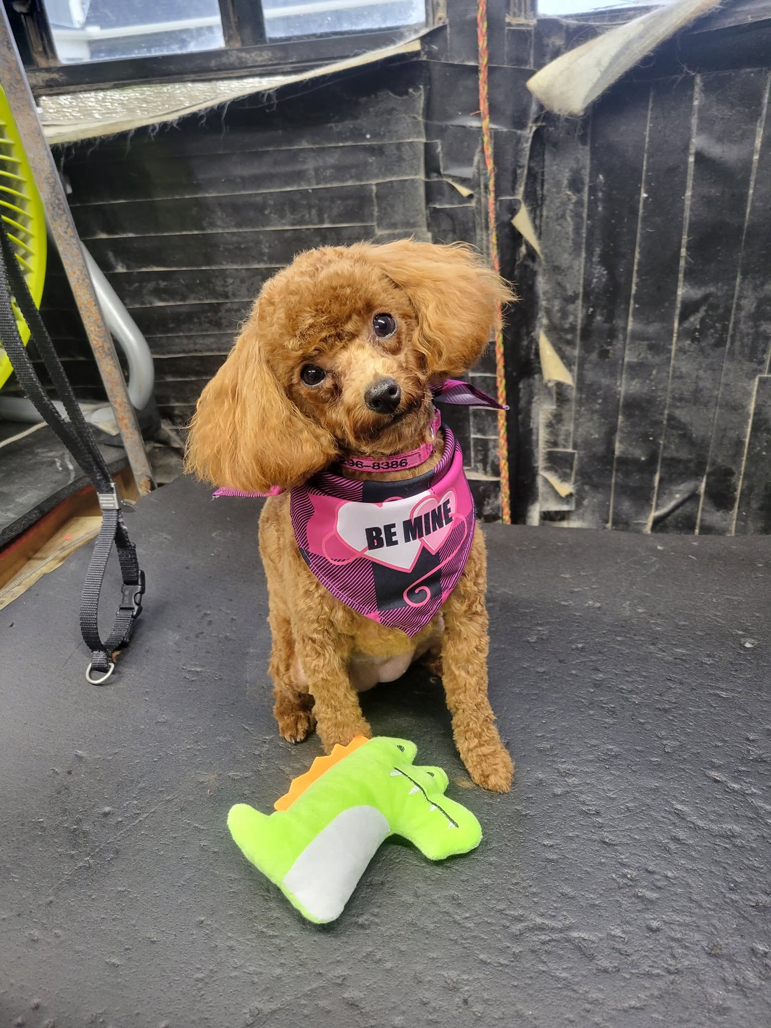 Happy freshly groomed fluffy golden dog with a blue bow tie smiling at the camera, coat brushed and shining after a professional grooming session at Sarge Pet Grooming in Franklin, TN