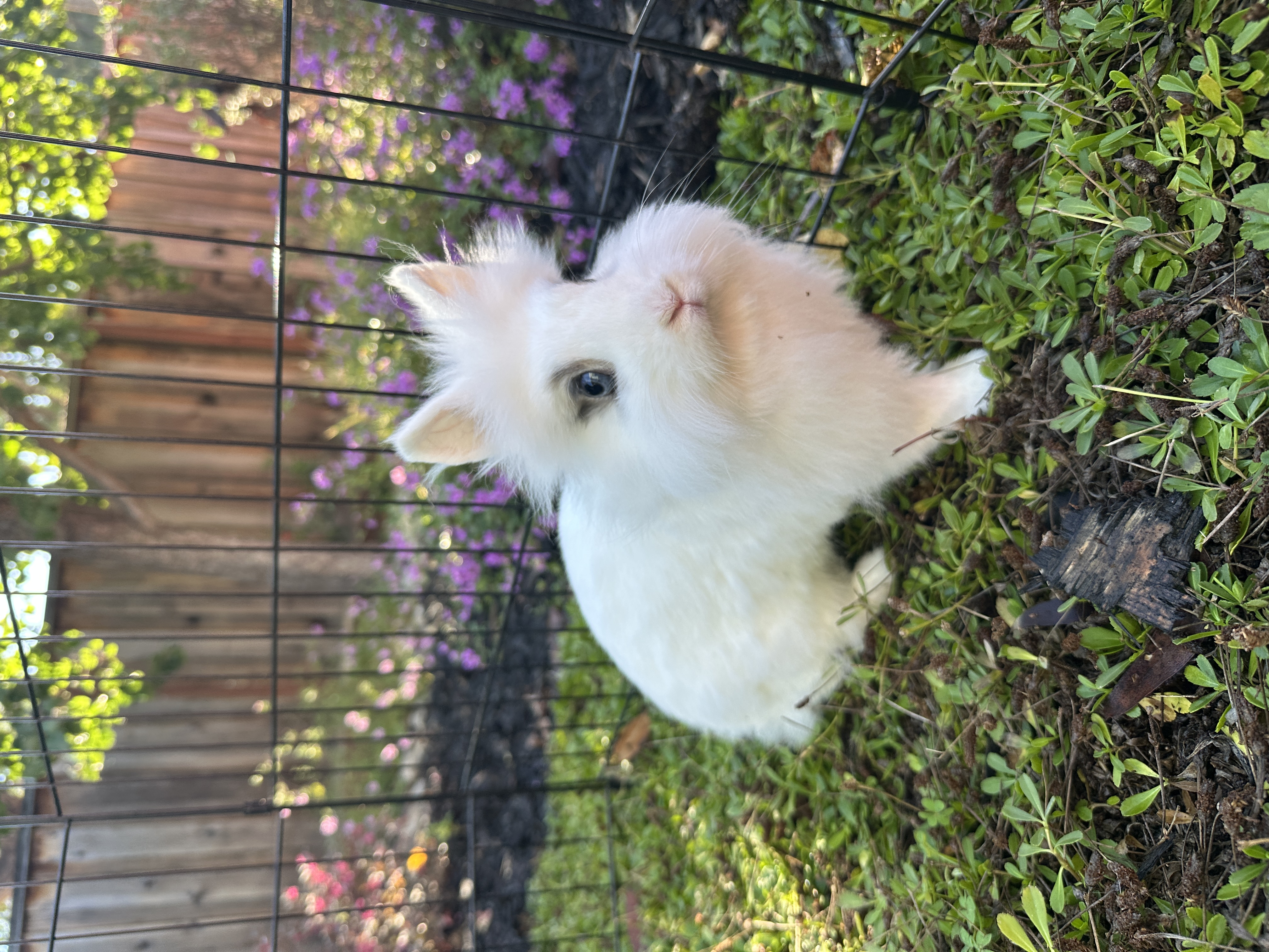 A fluffy white bunny nibbling on a carrot held by a child