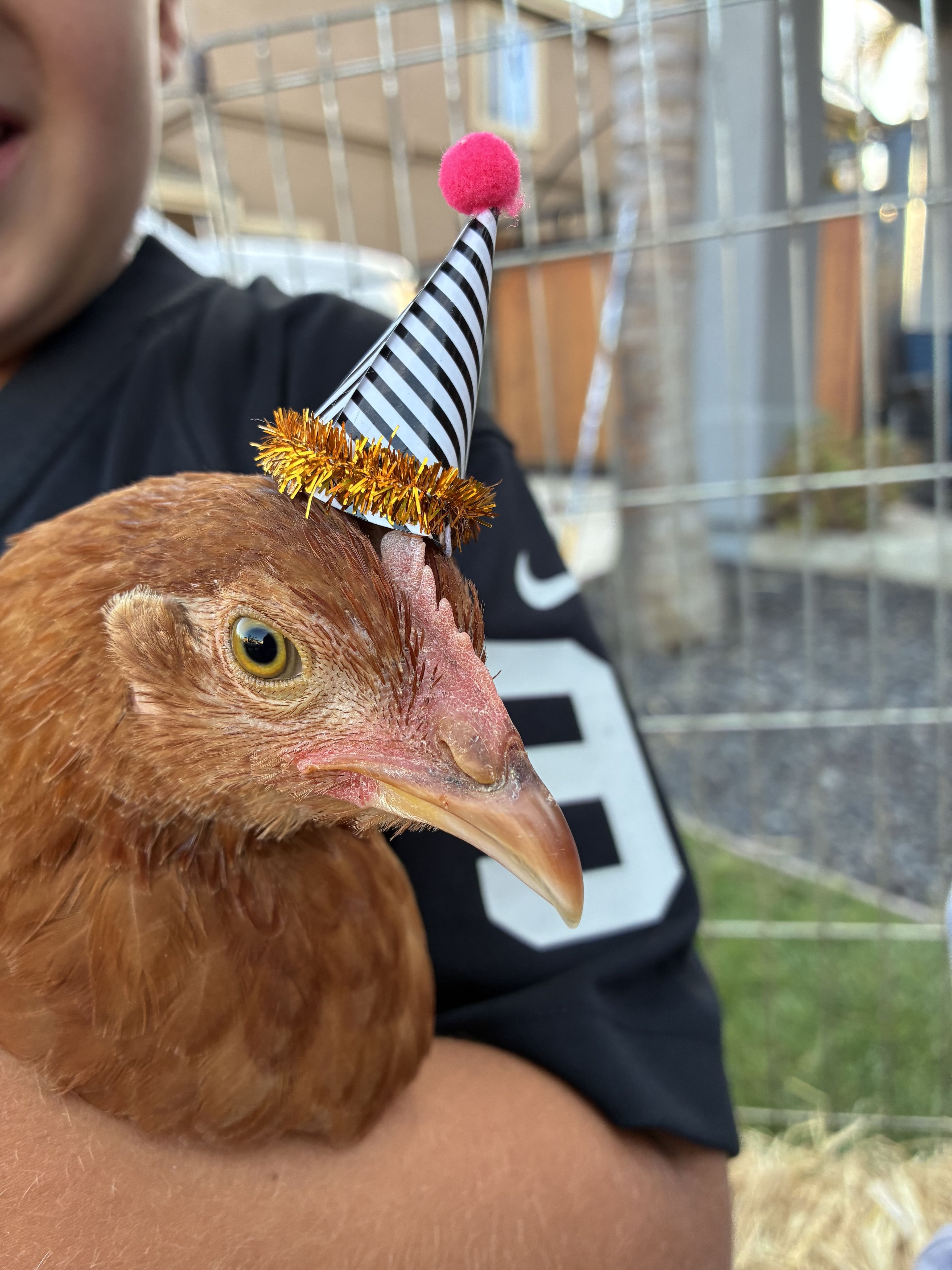 Group portrait of farm animals including goats, bunnies, and chickens together