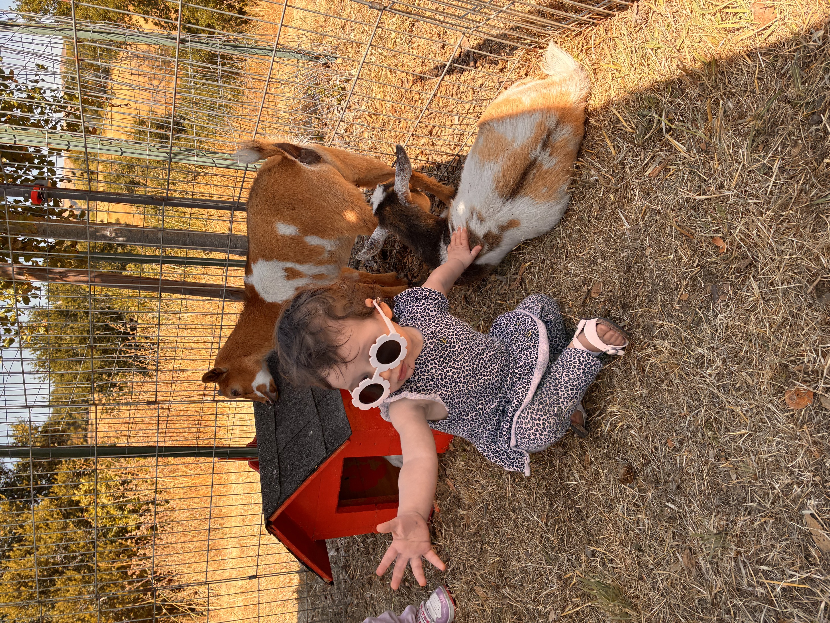 Friendly baby goat being bottle fed by a delighted child at a mobile petting zoo event