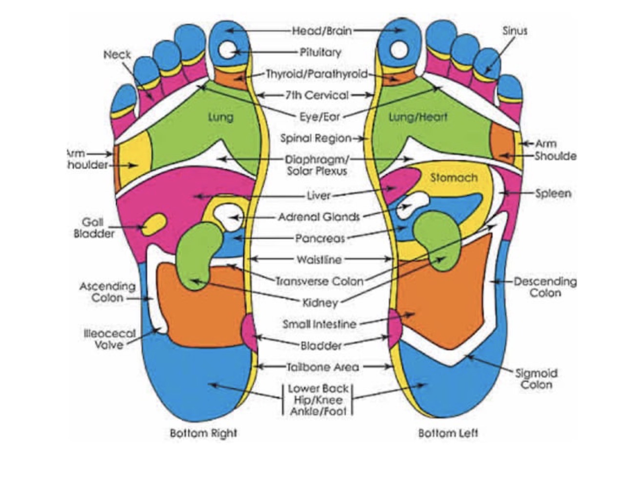 Reflexology Chart